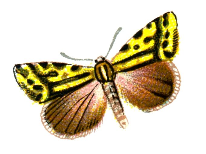 Butterfly Eustrotia trabealis A4 Photo Print