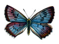 Butterfly Glaucopsyche arion A4 Photo Print