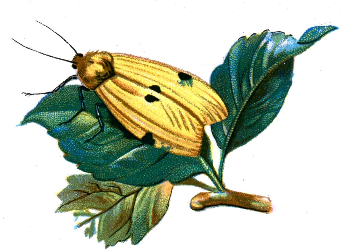 Butterfly Gnophria quadra A4 Photo Print