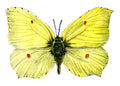 Butterfly Gonepteryx rhamni male A4 Photo Print