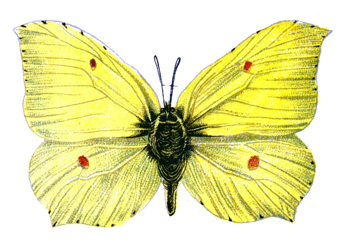 Butterfly Gonepteryx rhamni male A4 Photo Print
