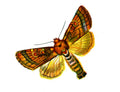 Butterfly Gortina ochracea A4 Photo Print