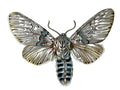 Butterfly Harpyia vinula A4 Photo Print