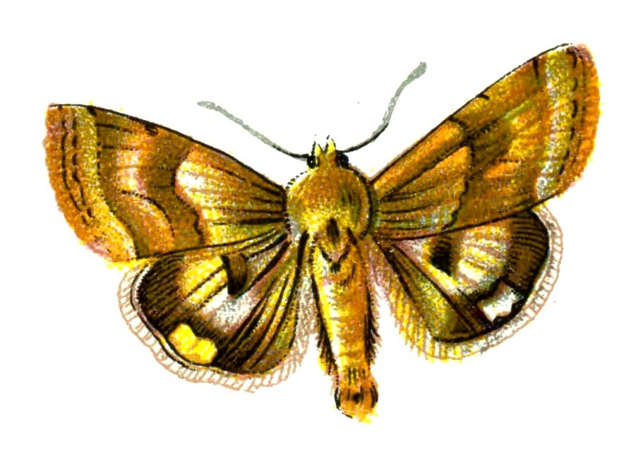 Butterfly Heliothis dipsaceus A4 Photo Print