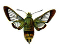 Butterfly Hemaris fuciformis A4 Photo Print