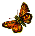 Butterfly Hesperia comma femelle A4 Photo Print