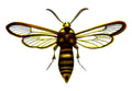 Butterfly Hornet Moth Sesia apiformis A4 Photo Print