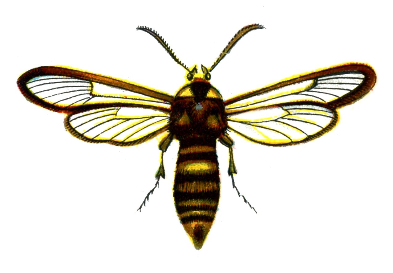Butterfly Hornet Moth Sesia apiformis A4 Photo Print
