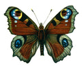 Butterfly Inachis io A4 Photo Print