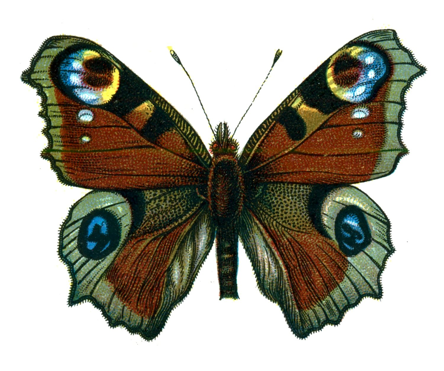 Butterfly Inachis io A4 Photo Print