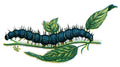 Butterfly Inachis io caterpillar A4 Photo Print