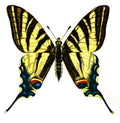 Butterfly Iphiclides podalirius A4 Photo Print