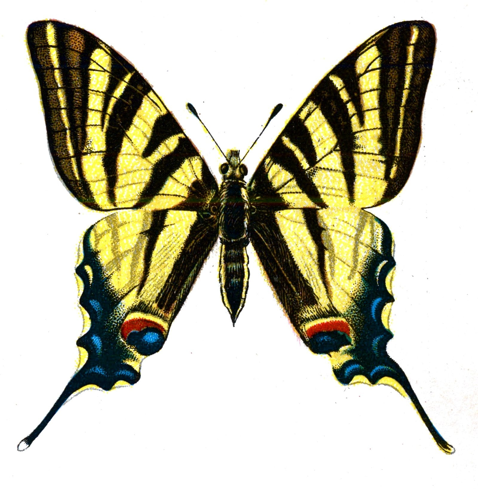 Butterfly Iphiclides podalirius A4 Photo Print