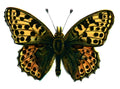 Butterfly Issoria lathonia A4 Photo Print
