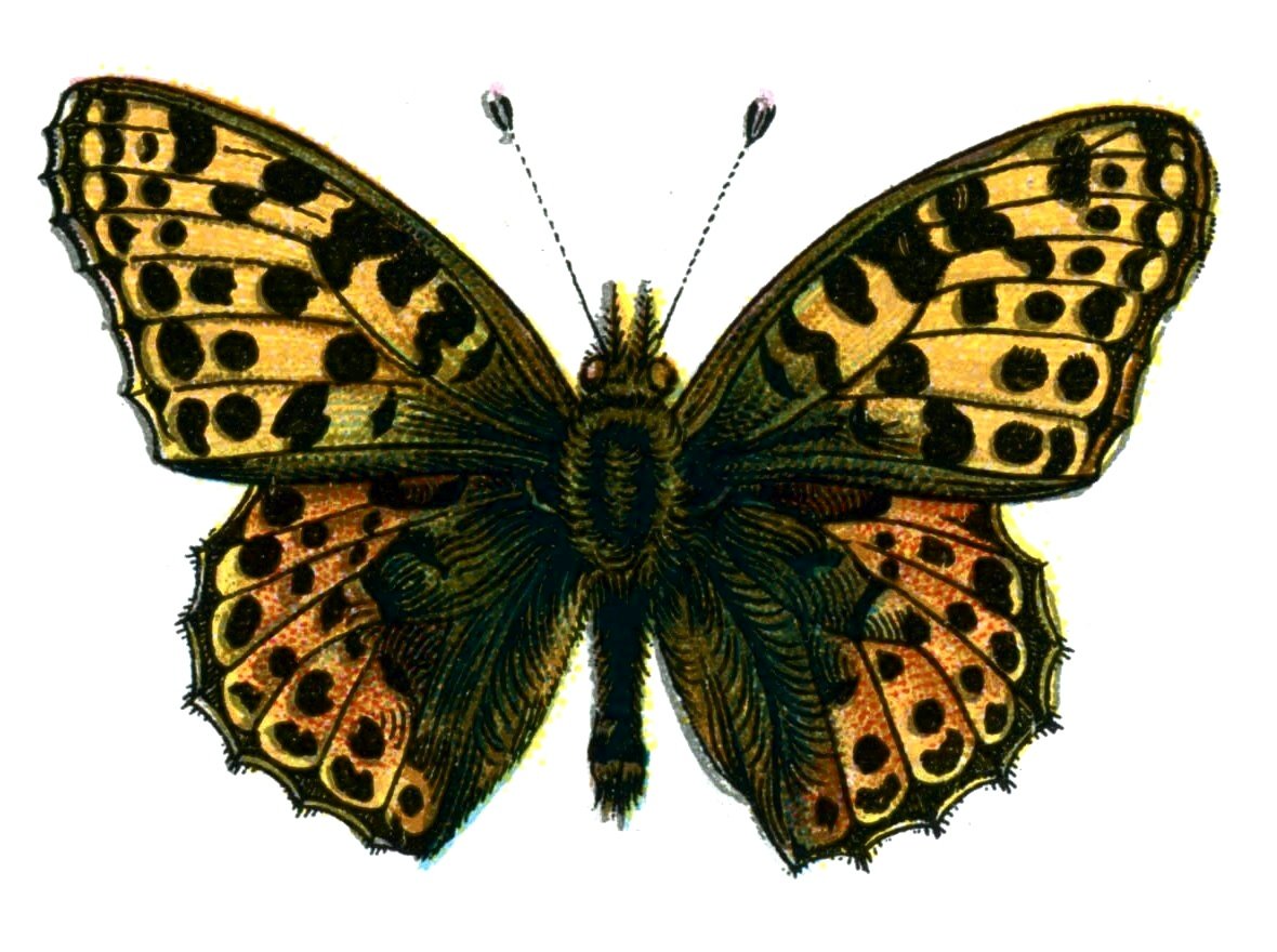 Butterfly Issoria lathonia A4 Photo Print