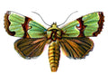 Butterfly Jaspidea celsia A4 Photo Print