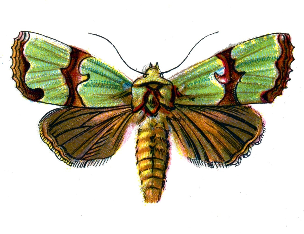 Butterfly Jaspidea celsia A4 Photo Print