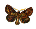 Butterfly Lasiocampa potatoria male A4 Photo Print