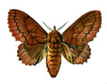 Butterfly Lasiocampa quercifolia A4 Photo Print