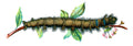 Butterfly Lasiocampa quercifolia caterpillar A4 Photo Print