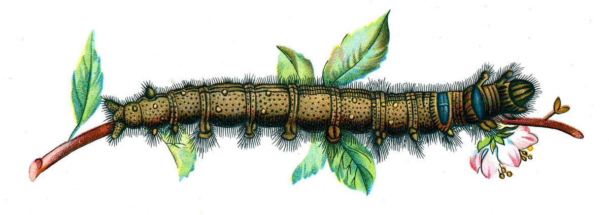 Butterfly Lasiocampa quercifolia caterpillar A4 Photo Print