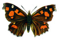 Butterfly Libythea lepita A4 Photo Print