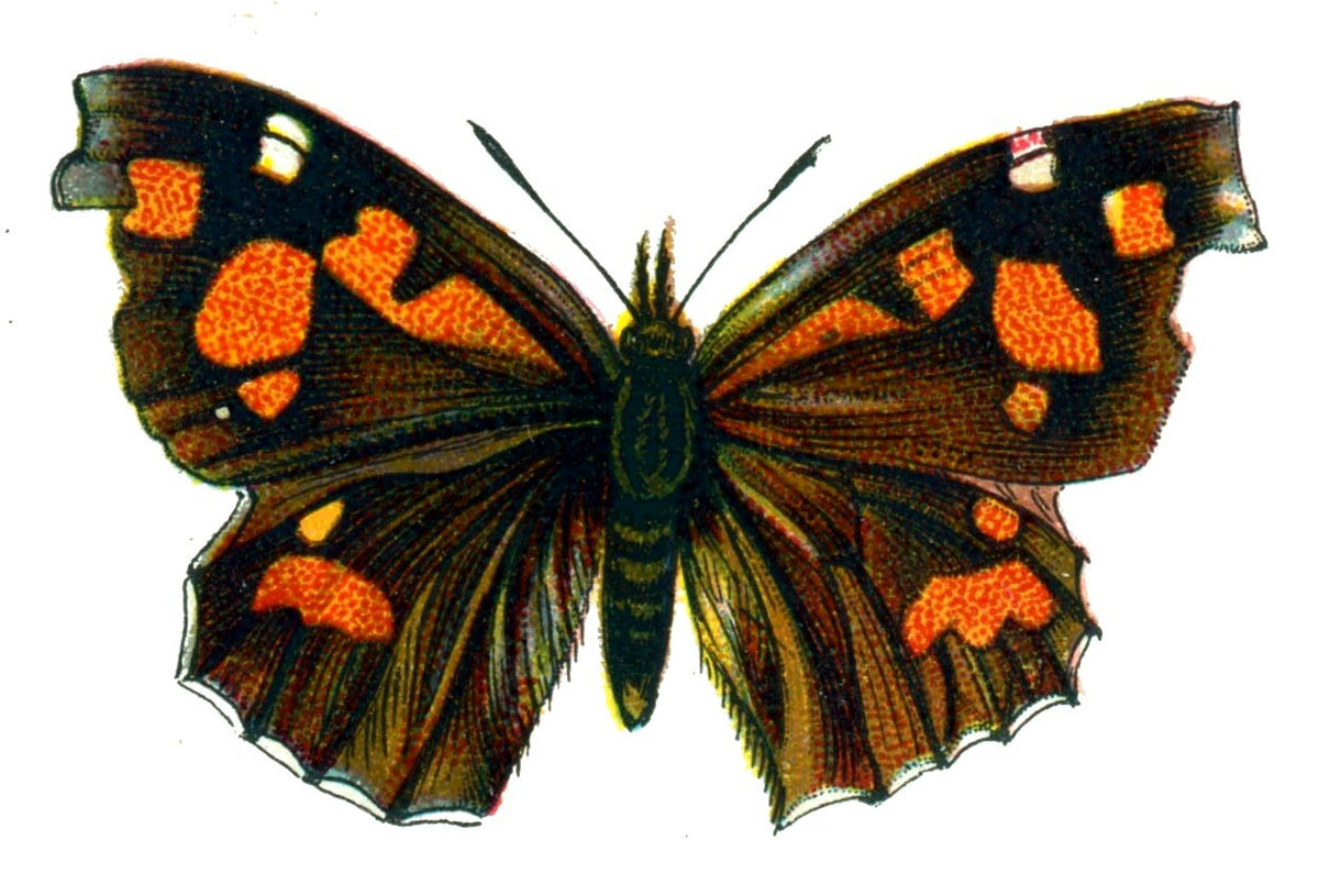 Butterfly Libythea lepita A4 Photo Print