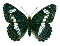Butterfly Limenitis camilla A4 Photo Print