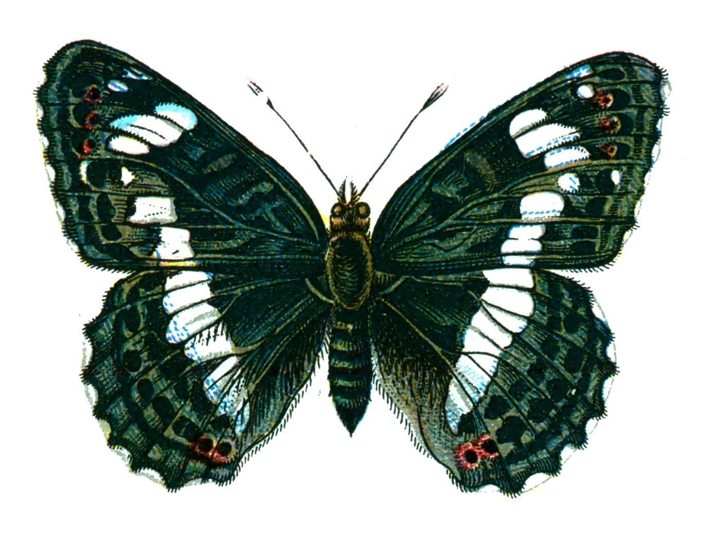 Butterfly Limenitis camilla A4 Photo Print