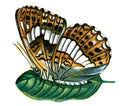 Butterfly Limenitis camilla verso A4 Photo Print