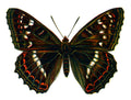 Butterfly Limenitis populi male A4 Photo Print