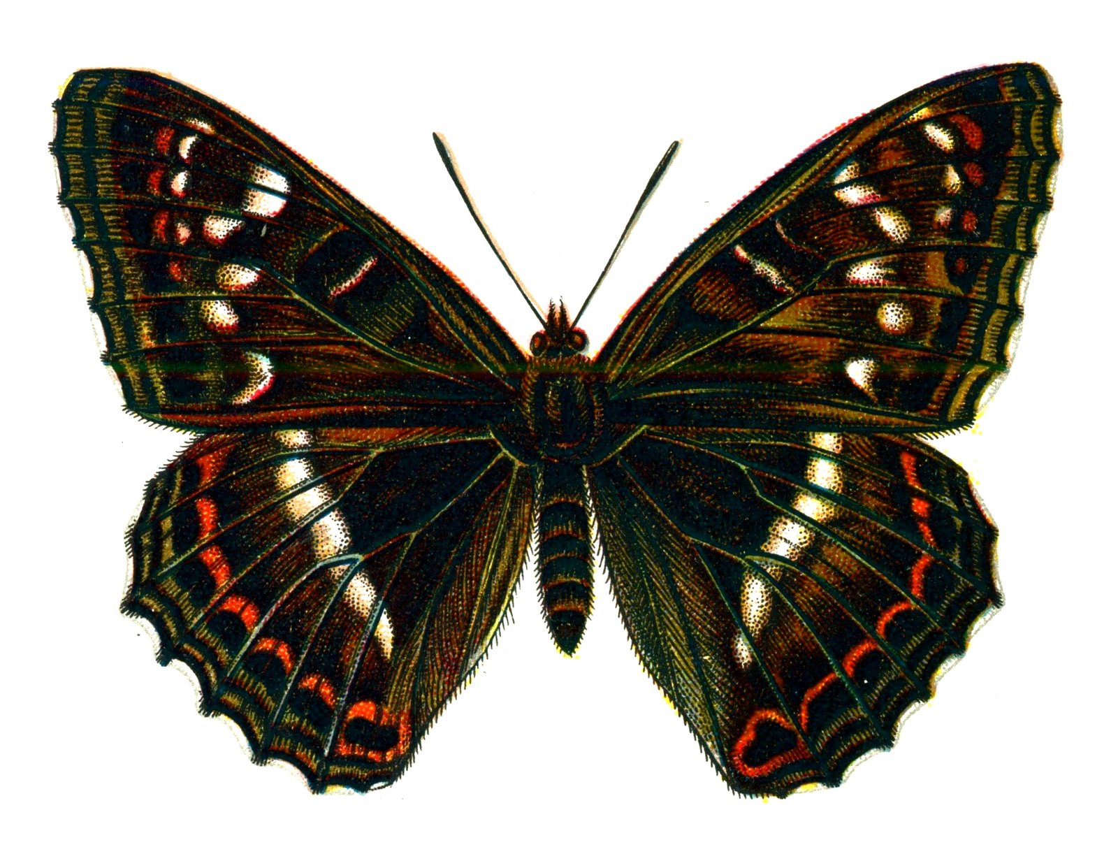 Butterfly Limenitis populi male A4 Photo Print