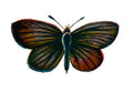 Butterfly Lycaena minima A4 Photo Print