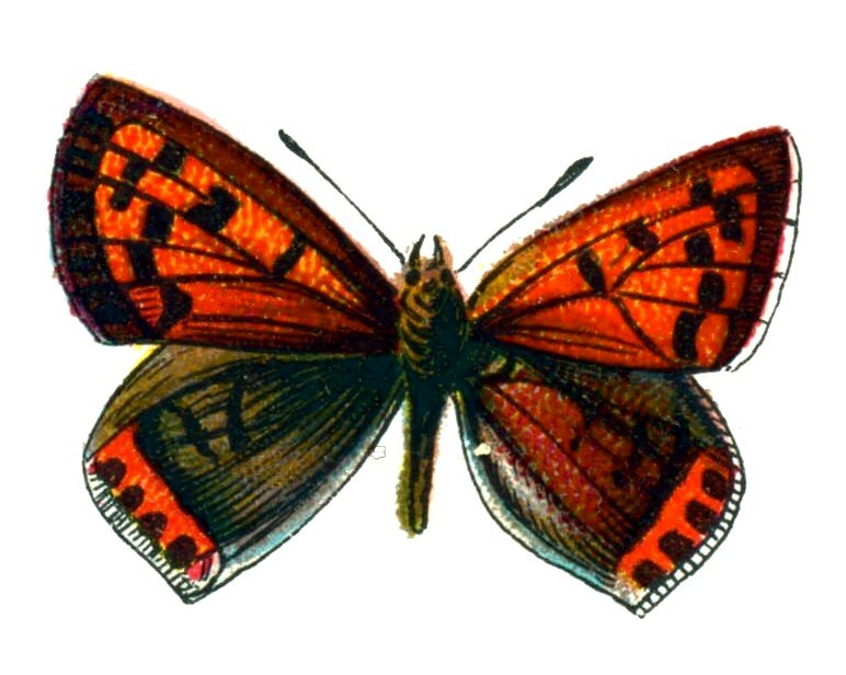 Butterfly Lycaena phlaeas A4 Photo Print