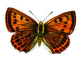 Butterfly Lycaena virgaureae femelle A4 Photo Print