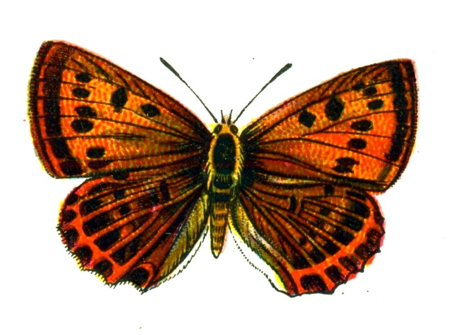 Butterfly Lycaena virgaureae femelle A4 Photo Print