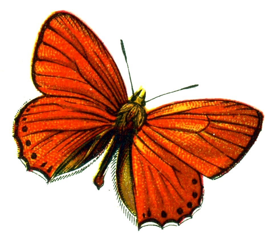 Butterfly Lycaena virgaureae male A4 Photo Print