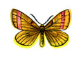 Butterfly Lythria purpuraria A4 Photo Print