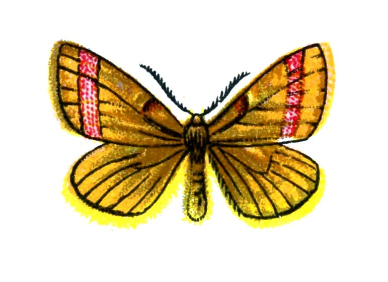 Butterfly Lythria purpuraria A4 Photo Print