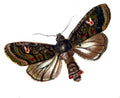 Butterfly Mamestra persicariae A4 Photo Print