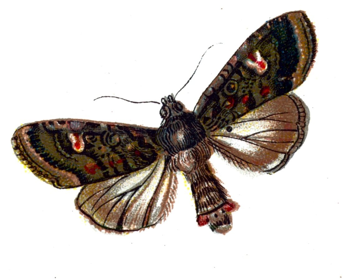 Butterfly Mamestra persicariae A4 Photo Print