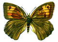 Butterfly Manduca janira femelle A4 Photo Print