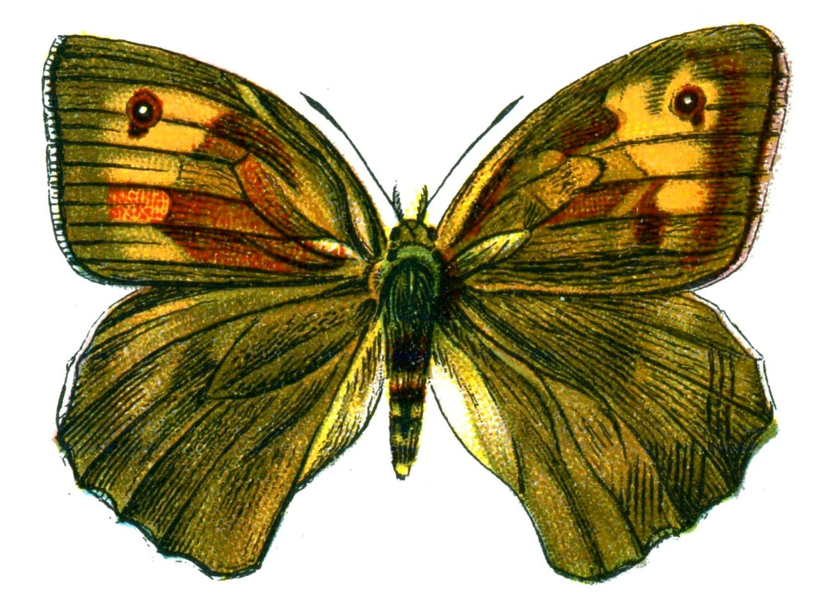 Butterfly Manduca janira femelle A4 Photo Print