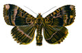 Butterfly Mania maura A4 Photo Print