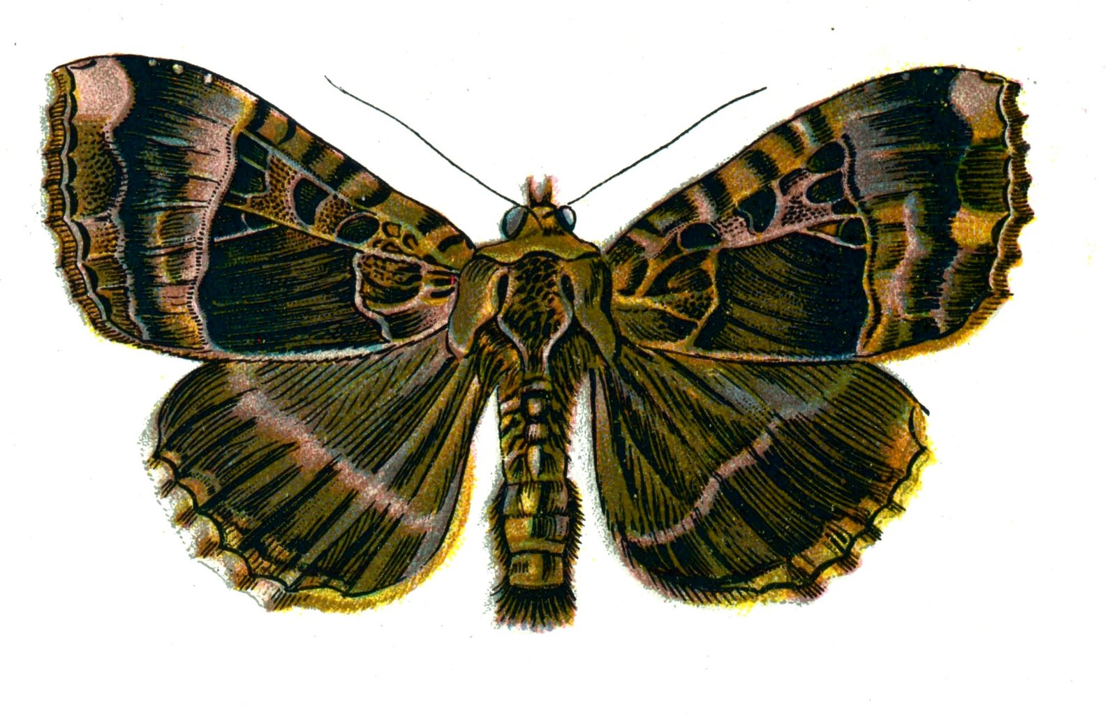 Butterfly Mania maura A4 Photo Print