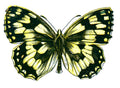 Butterfly Melanargia galathea A4 Photo Print