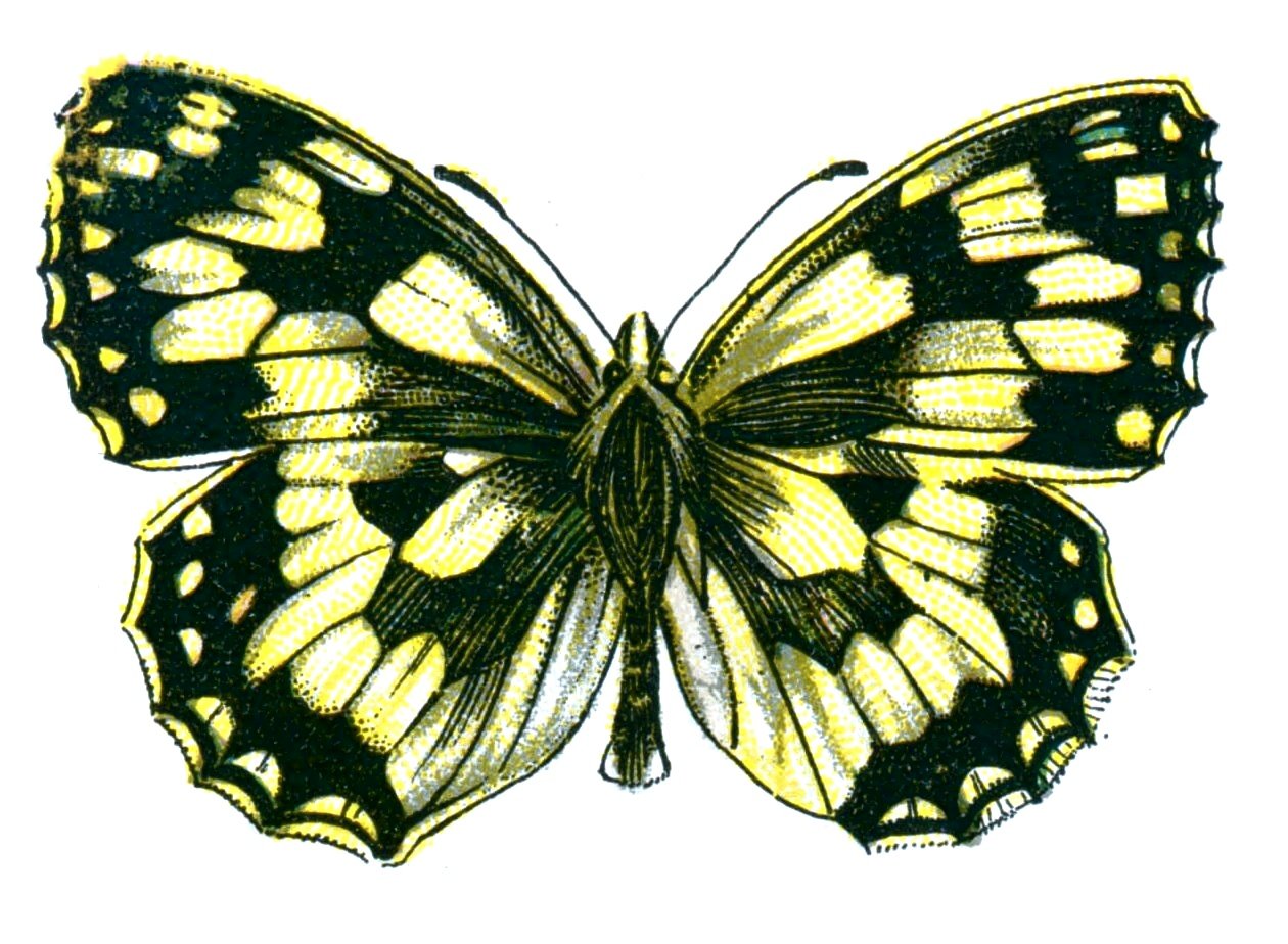 Butterfly Melanargia galathea A4 Photo Print