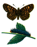 Butterfly Melitea cinxia A4 Photo Print