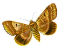 Butterfly Minucia lunaris A4 Photo Print
