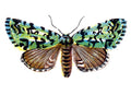Butterfly Moma orion A4 Photo Print